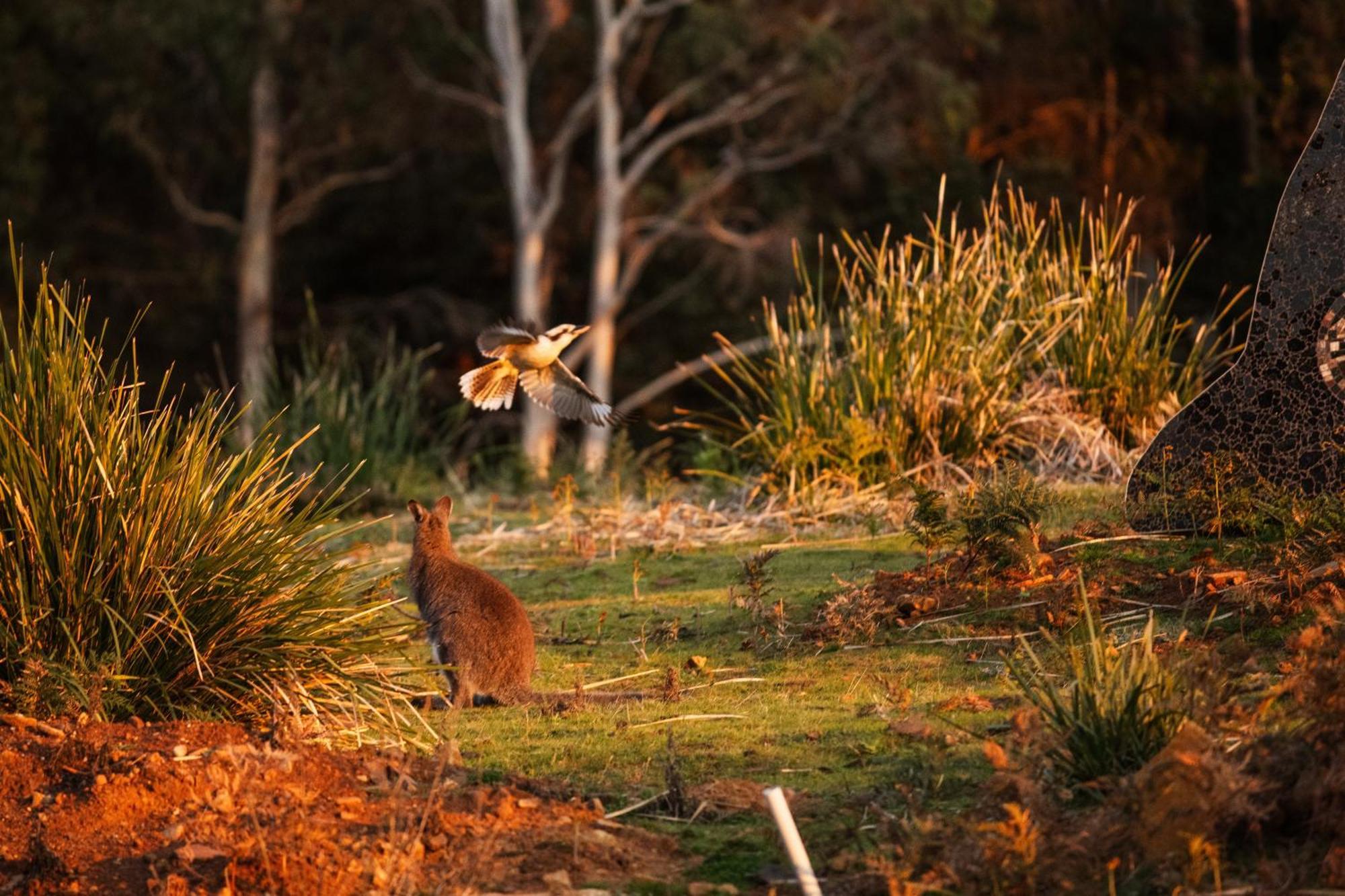 Freycinet Resort Coles Bay Bagian luar foto